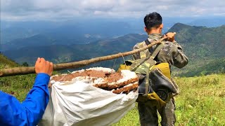 khai thác tổ ong dế nuôi trên đỉnh núi sương mù tại Huyện Bình liêu Tỉnh Quảng Ninh [upl. by Htebaile]