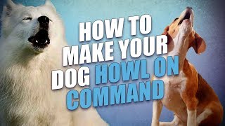 How to Make a Dog Howl On Command [upl. by Ayrolg]