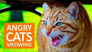 ANGRY CATS MEOWING LOUDLY  Make your Cat Go Crazy HD [upl. by Ajnot131]