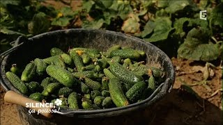 Producteurs de cornichons naturels en France  Portrait  Silence ça Pousse [upl. by Marion]