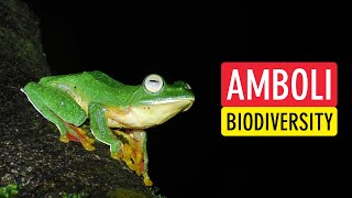 Species Of Amboli 20 Unique Animals to Find at Amboli Ghat Maharashtra India  Sonika Agarwal [upl. by Akirahs]