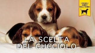 LA SCELTA DEL CUCCIOLO  Trailer Documentario [upl. by Alyahs724]