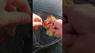 Launching the jon boat to bass boat conversion build bassfishing diy shorts [upl. by Flagler]