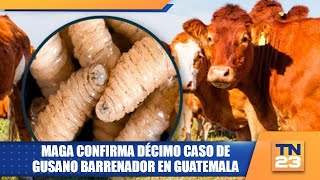 MAGA confirma décimo caso de gusano barrenador en Guatemala [upl. by Kamaria46]