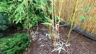 How Not to Plant Running Bamboo in Container Pots [upl. by Aihtebat731]