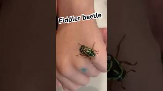 Eupoecila australasiae commonly known as the fiddlerbeetle or rosechafer bug [upl. by Carmena200]