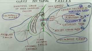 Clavi Pectoral Fascia  The Charsi of Medical Literature [upl. by Washko326]