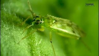 Nesidiocoris para control biológico de Tuta absoluta y mosca blanca [upl. by Radbun]