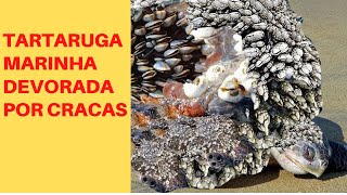 REMOVENDO CRACAS TARTARUGA MARINHA  MUITO SATISFATÓRIO 🐢 [upl. by Retxab]