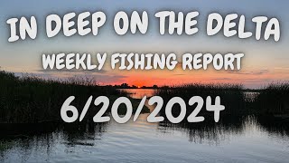 The In Deep On The Delta Weekly Fishing Report For 6202024 [upl. by Tut]