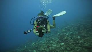 ⁠Come dive the salt pier with us at Bonaire [upl. by Esorrebma]