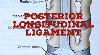 Posterior longitudinal ligament [upl. by Tiena]