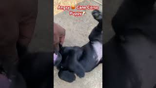 Aggressive😤 Cane Corso Puppy 🐶puppy doglover canecorso [upl. by Custer225]