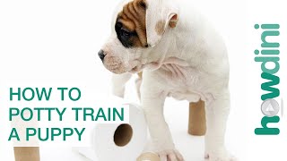 How To Potty Train a Puppy  How to House Train Your Dog [upl. by Jeannie]