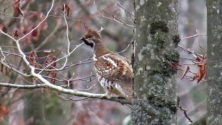 Jeřábek lesní  Hazel Grouse Tetrastes bonasia [upl. by Derwon580]