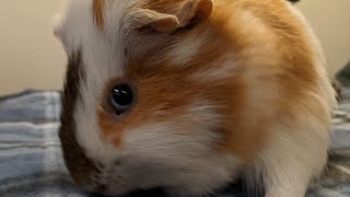 Happy Wheeking Guinea Pig [upl. by Amalita906]