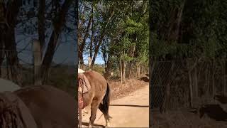 TROPEIROS RUMO A CASA DA MÃE  chicoabelha roça tropeiro cavalo cavalgada [upl. by Bunder]