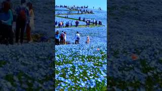 Hitachi SeaSide Park Ibaraki Japan [upl. by Clerissa94]