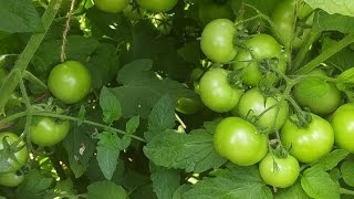 BAYER Seminis8323 Tomato 🍅 varietyHosur Tamilnadu [upl. by Enyrat]