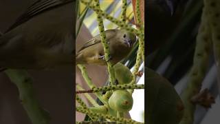 Sanhaço de Coqueiro Palm Tanager Thraupis palmarum birds freebirds nature [upl. by Enelrad642]