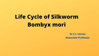 Life Cycle of SilkwormBombyx mori [upl. by Cohn]