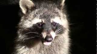 WASCHBÄR nachts auf Campingplatz [upl. by Flyn]