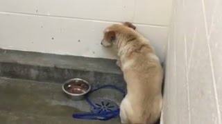 Depressed Dog Stares At Wall For Weeks After Being Abandoned By Owners [upl. by Isiah]