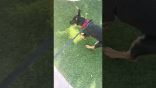 Uncommon puppy training techniques 13 week shepherd trending puppy germanshepherd doglover dog [upl. by Pan]