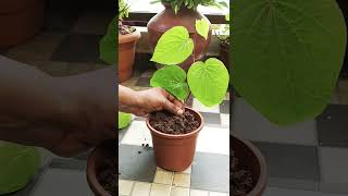 How to grow betel leaf plant from cutting plantcare betel plant [upl. by Enomas]