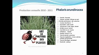 Phalaris arundinacea plante vivace [upl. by Juan]