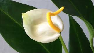 Anthurium Scherzerianum White [upl. by Andris86]