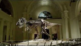 Field Museum celebrates a decade of Sue [upl. by Nosduh677]