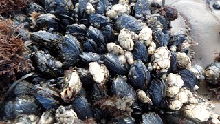 California Mussels and Gooseneck Barnacles at Low Tide [upl. by Valenta]