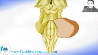 Brainstem Anatomy With Diencephalon [upl. by Assili]