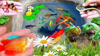 Amazing Catching Catfish Ornamental Fish Koi fish Bettafish Glofish Cute Animals Fishing Video [upl. by Olihs]