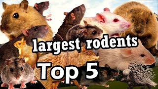 Top 5 largest rodent species in the world [upl. by Sinne]