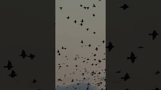 🌅✨ Starlings murmurating wildlife wildlifephotography starlings [upl. by Ress]