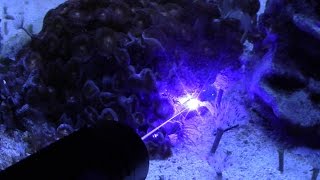 Killing Aiptasia with a Laser [upl. by Enyalahs]