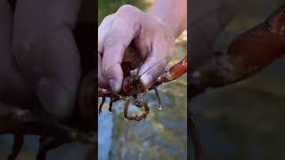 Catching crayfish [upl. by Ordway]