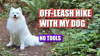 OffLeash Hike with Our Samoyed Dog  Vlog [upl. by Enalb]