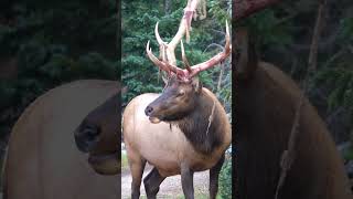 Close Up View of Bull Elk Shedding Velvet off Antlers [upl. by Hervey]