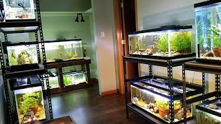 Fish Room Tour November Update Livebearers some rare goodeids amp Aquatic Plants So Much Life [upl. by Walther]