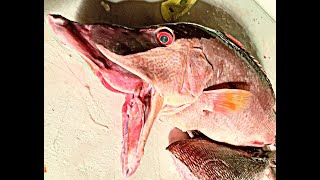 GPS Coordinates to this HOGFISH and GROUPER spot Catch amp Cook OFFSHORE TAMPA BAY [upl. by Elma678]