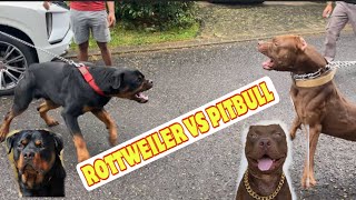 ROTTWEILER VS PITBULL ‼️ [upl. by Eoin]