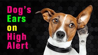 10 Sounds to Make Your Dog’s Ears STAND UP [upl. by Allemac775]