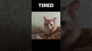 TIRED SONG Mood tired Cat tiredcat cat shorts funnycats sleepcat [upl. by Franny977]