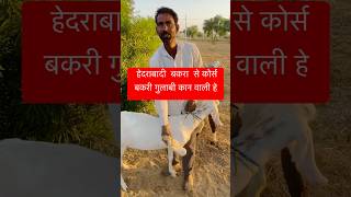 Pink goat गुलाबी चमड़ी की बकरी🐐 rajasthan village dhani goat short viralvideo youtubeshorts [upl. by Erialc]