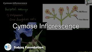 Cymose Inflorescence Biology Lecture  Sabaqpk [upl. by Aniuqaoj182]