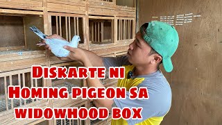 LOFT VISIT PART 2 KAY HOMING PIGEON TV LLOYD DUMLAO Reggie Cruz Loft amp Aviary reggiecruzloft [upl. by Dionisio]