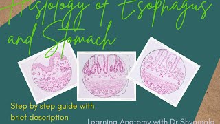 Histology of Esophagus and Stomach  step by step guide with brief description [upl. by Buote525]